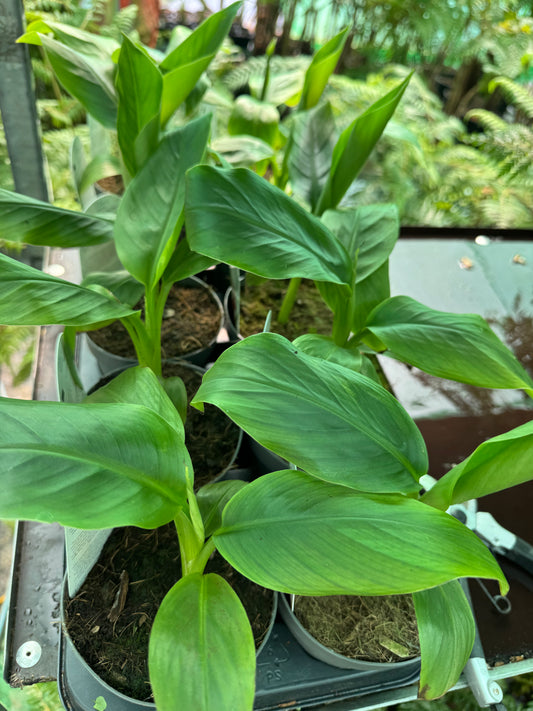 Musa velutina-Pink banana