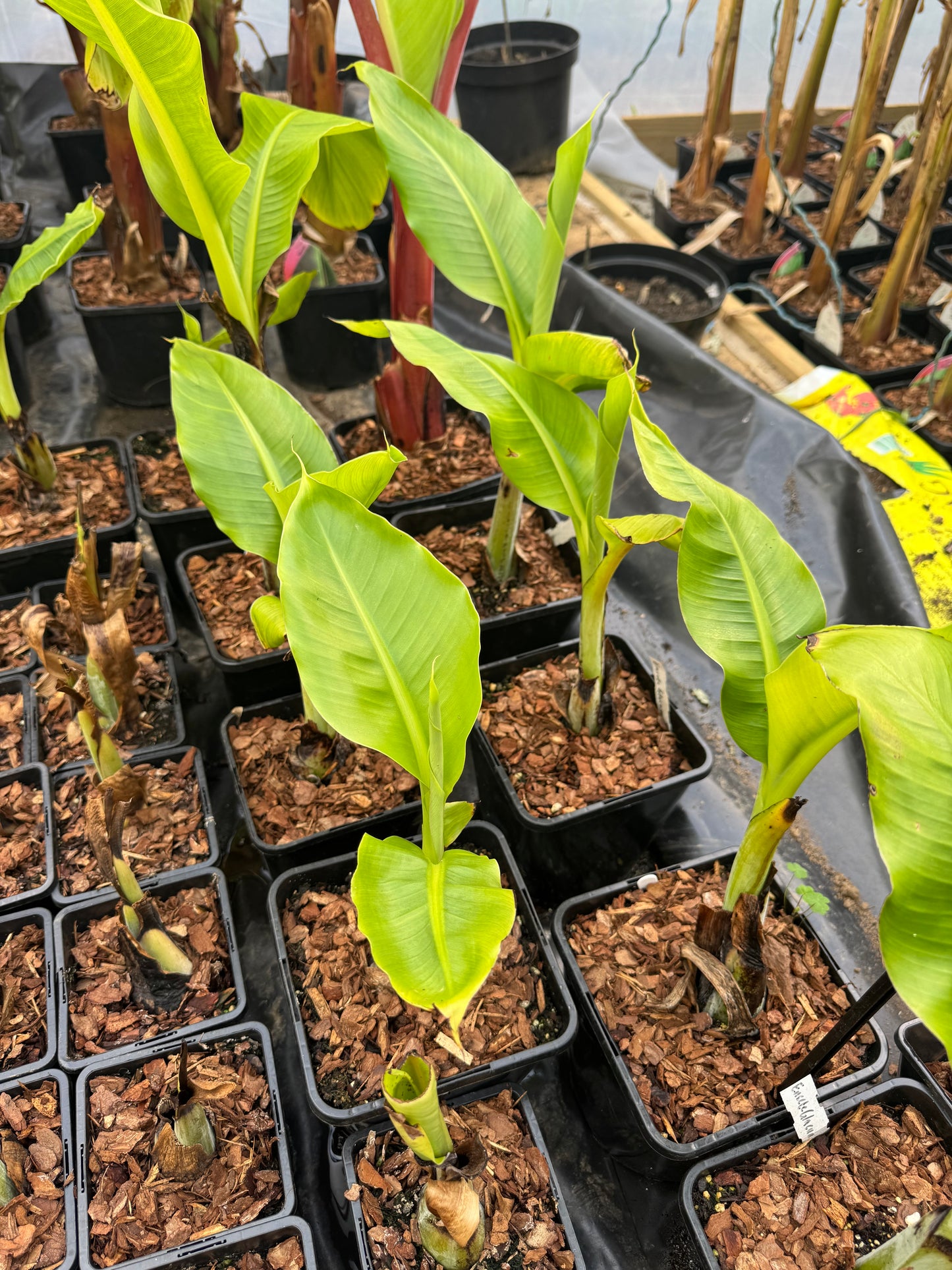 Ensete glaucum - snow banana