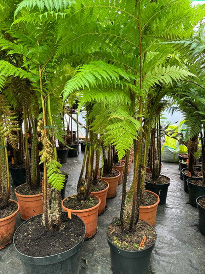 Cyathea felina (Sphaeropteris felina)