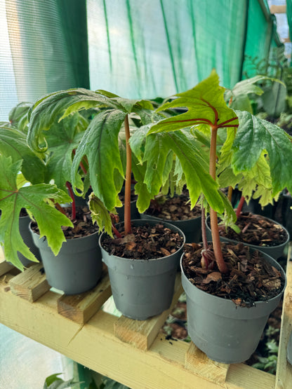 Begonia pedatifida