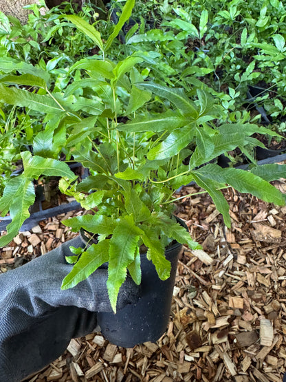 Pteris umbrosa- Jungle Brake Fern