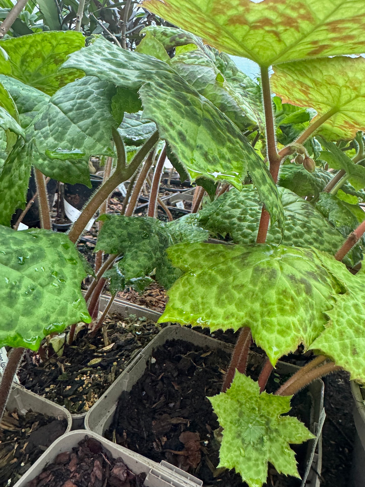 Podophyllum ‘Spotty Dotty’