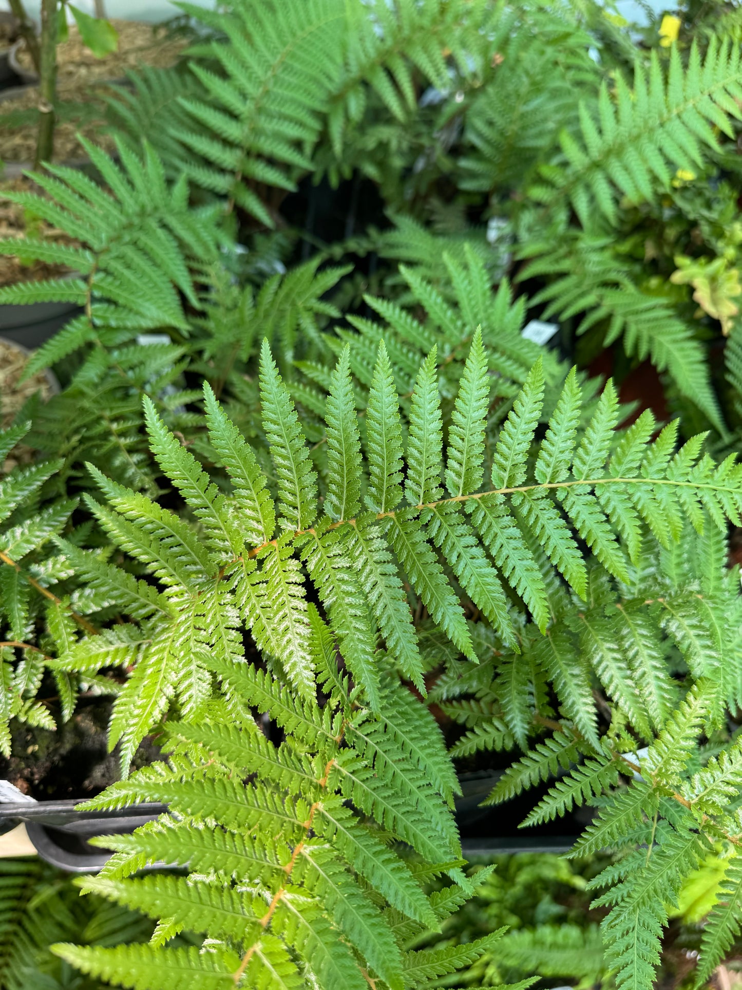 Dicksonia fibrosa Tree fern medium