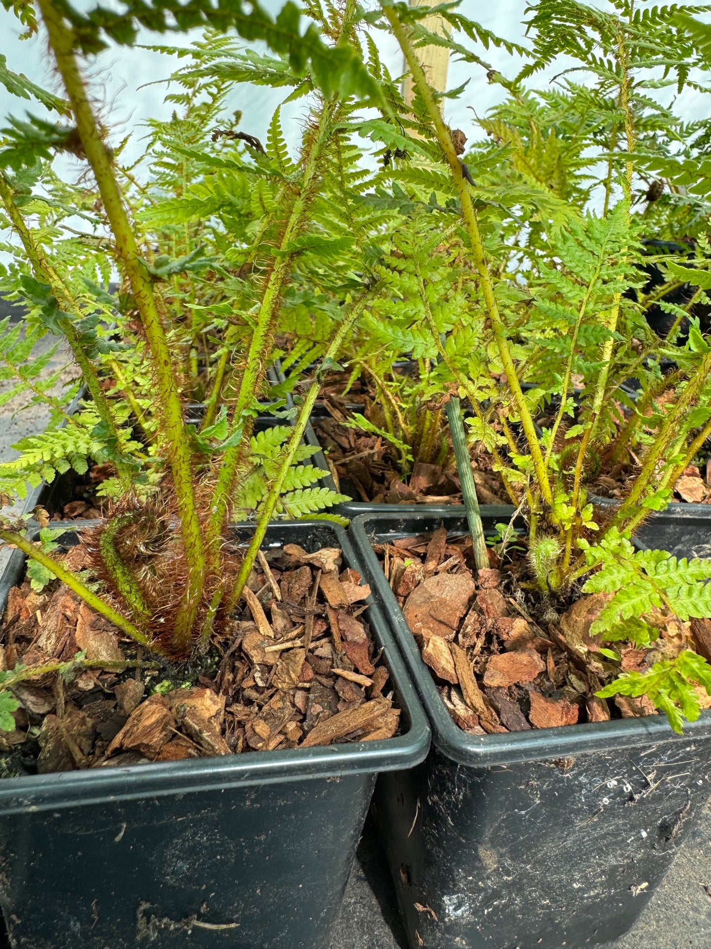 Small Cyathea cooperi – Tree fern