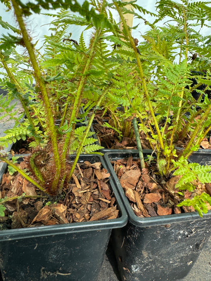 Small Cyathea cooperi – Tree fern