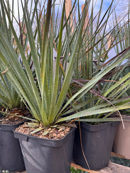 Dasylirion glaucophyllum - Blue Sotol