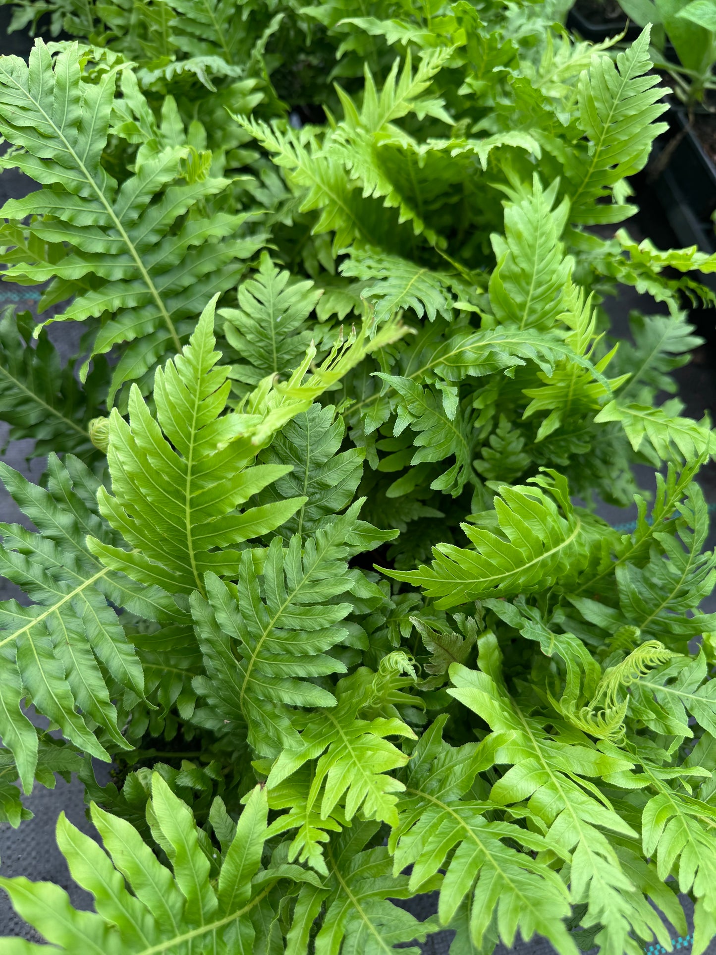 Blechnum gibbum ‘Silver Lady’