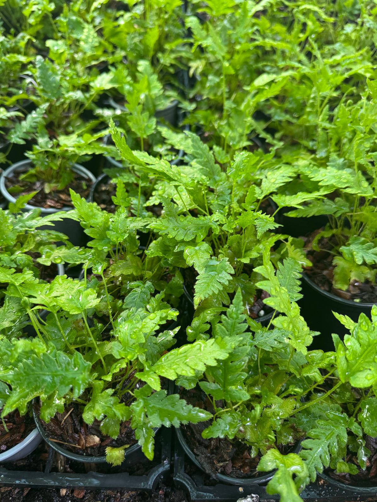 Woodwardia fimbriata 9cm pot