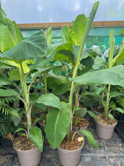 Musa ‘Ice Cream’