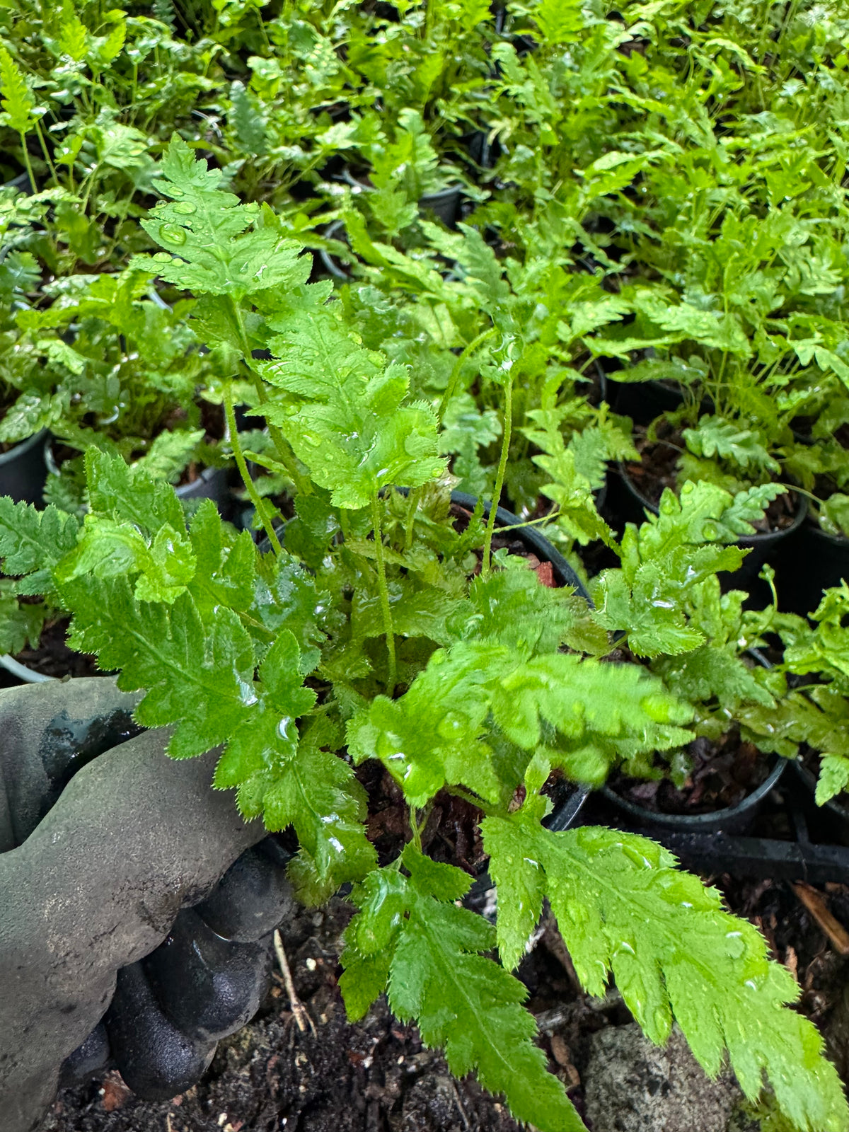 Woodwardia fimbriata 9cm pot