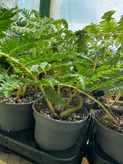 Cyathea medullaris 12cm pot