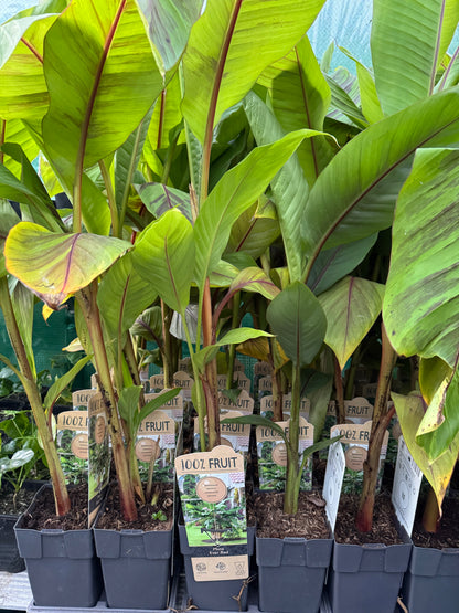 Musa Sikkimensis ‘Ever Red’