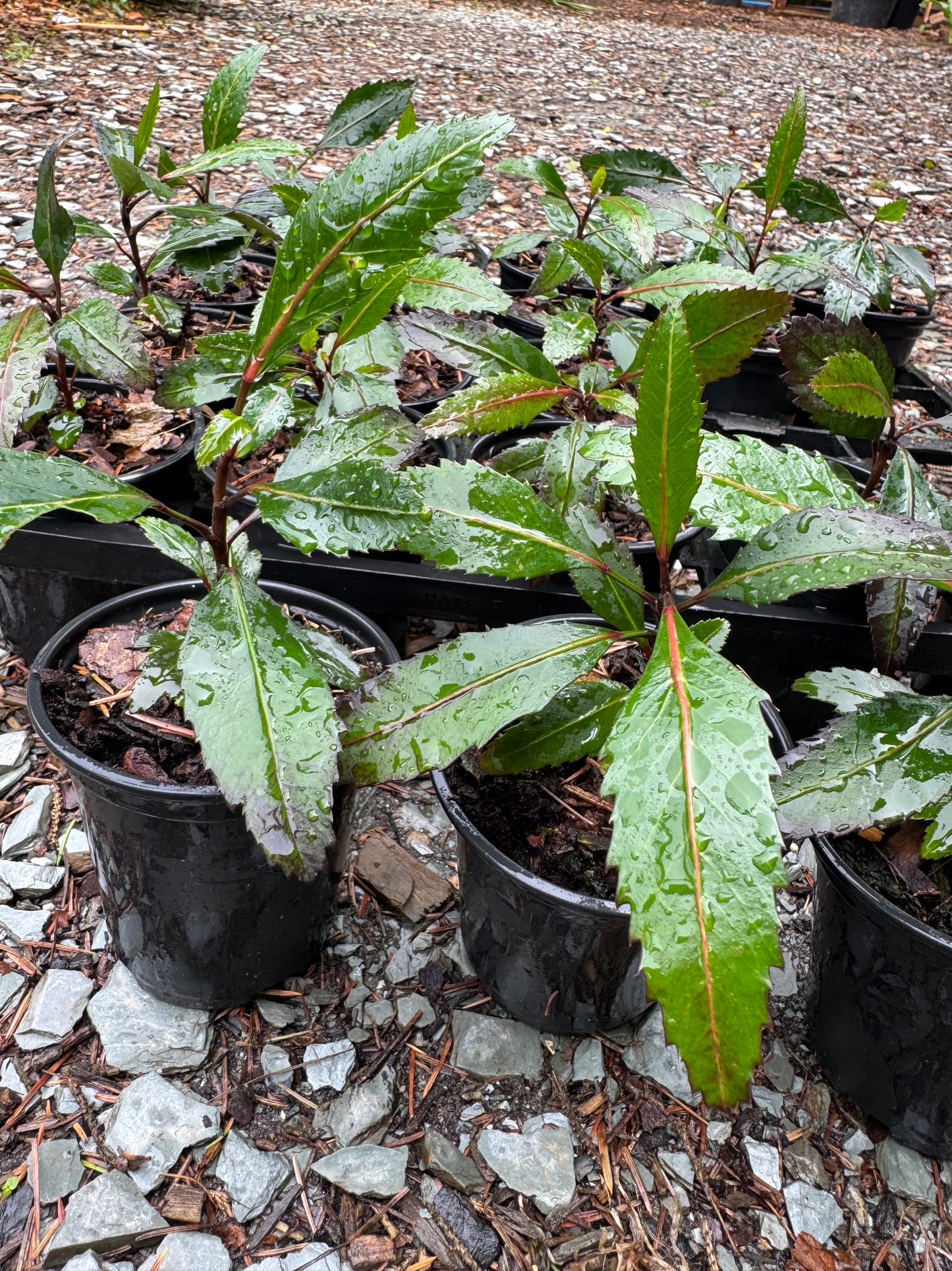 Pseudopanax Moas Toes 9cm pots
