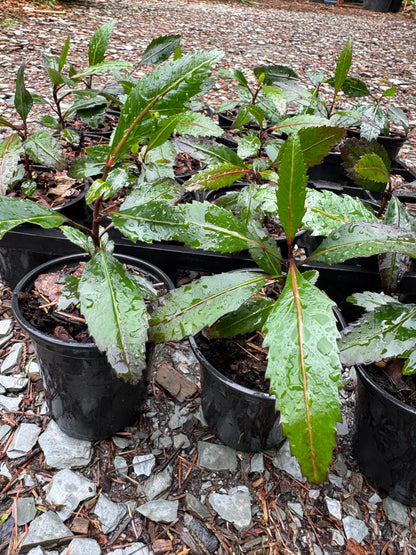 Pseudopanax Moas Toes 9cm pots
