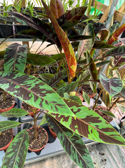 Musa acuminata 'Zebrina'