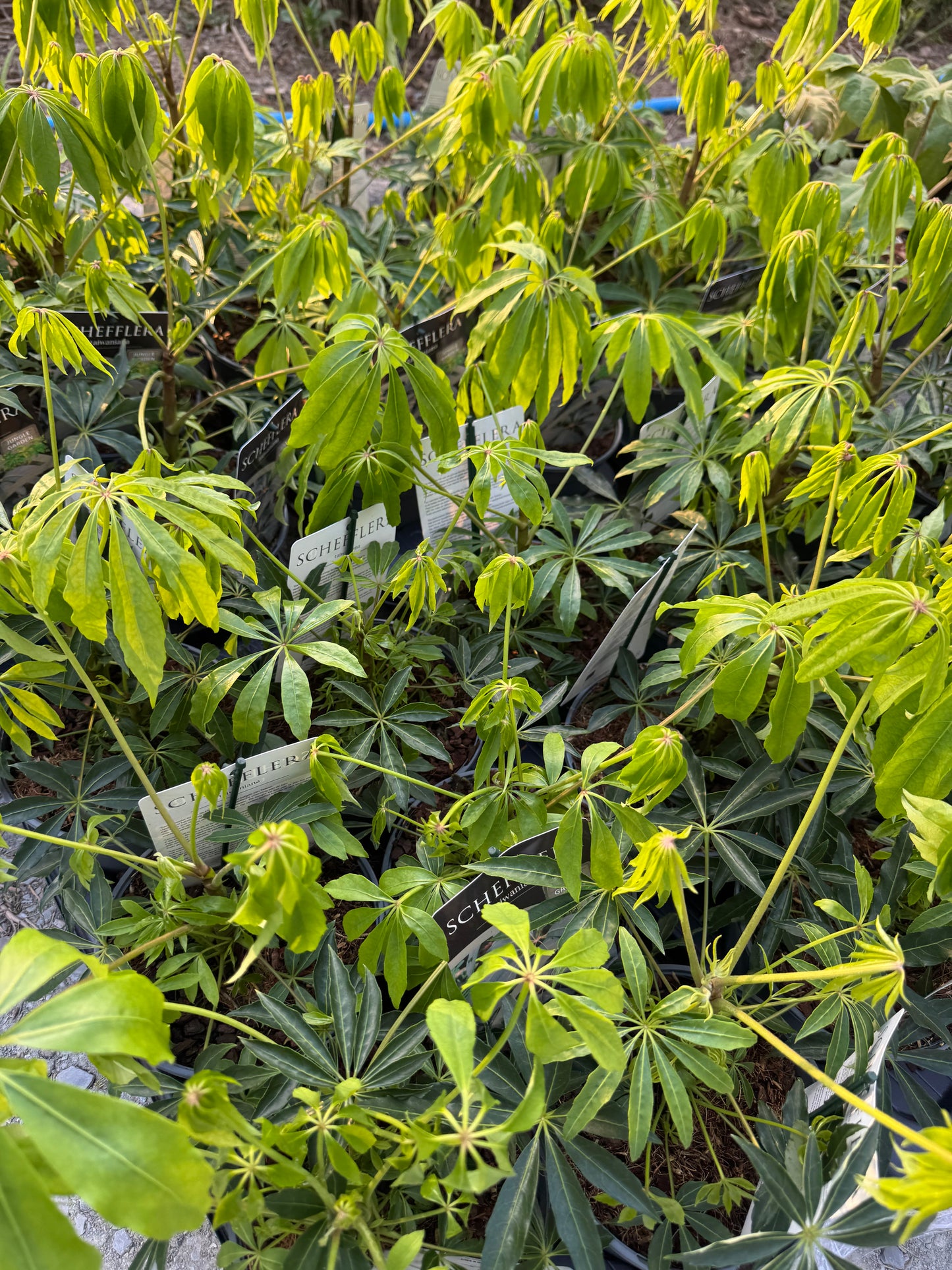 Schefflera taiwaniana (Heptapleurum taiwanianum)