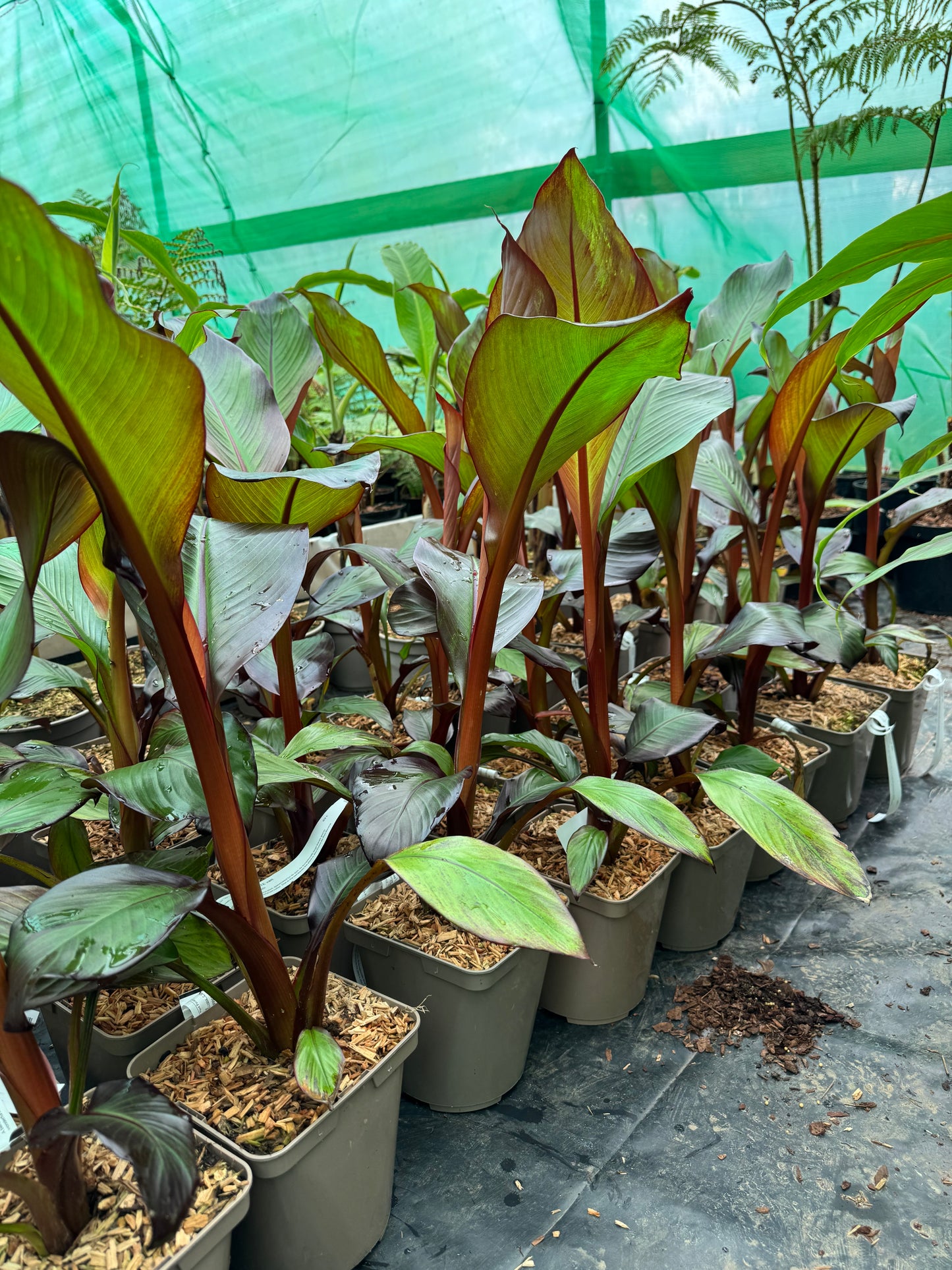 Ensete ventricosum maurelii 3 litres
