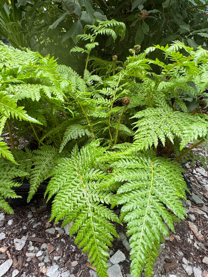 Cyathea lepifera (syn. Sphaeropteris lepifera) – Flying Spider-monkey Tree Fern