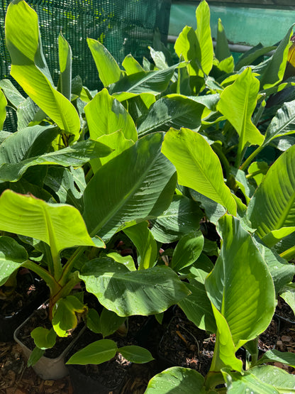 Musella Lasiocarpa Banana