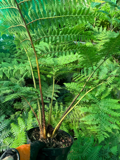 Cyathea medullaris large