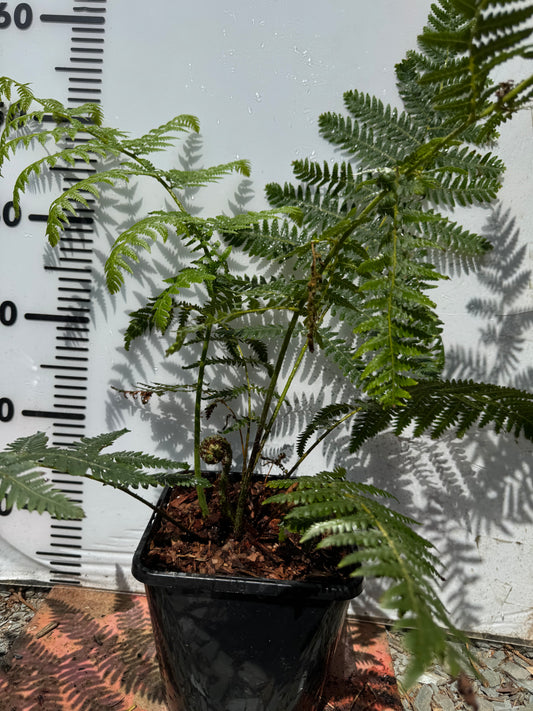 Cyathea australis, Alsophila australis