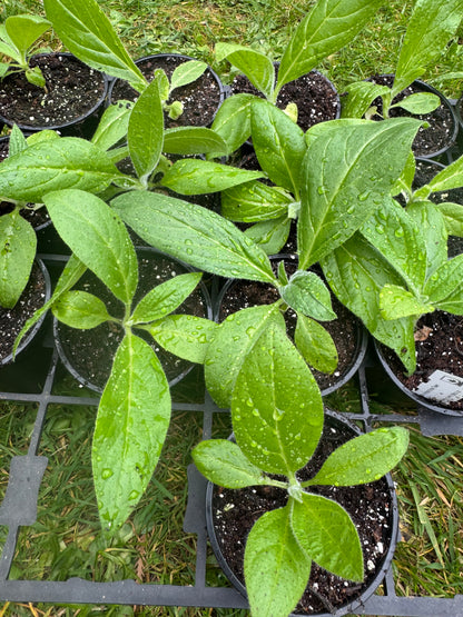 Echium Pininana (Snow Tower)