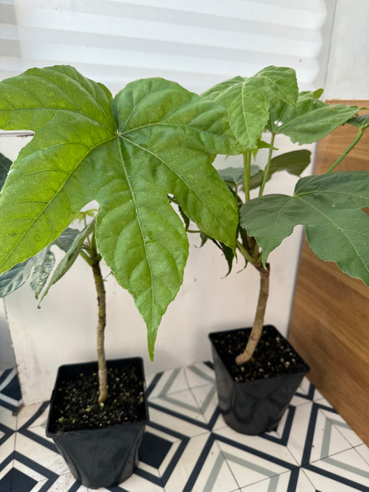 Fatsia polycarpa 'Megafatsia'