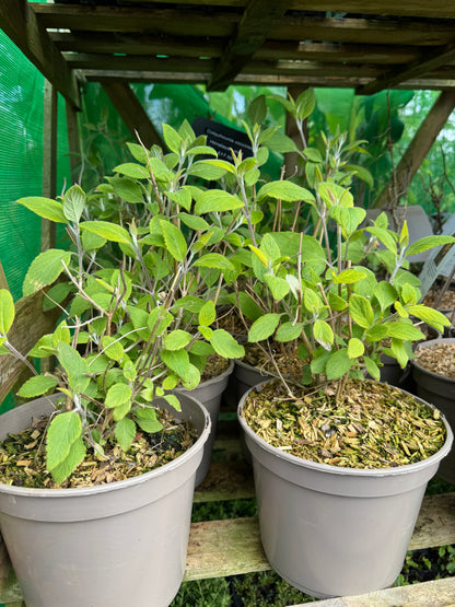 Colquhounia coccinea "Scarlet Mint Shrub"
