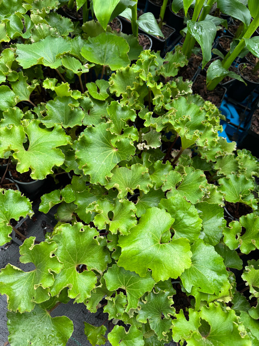Farfugium japonicum ‘Wavy Gravy’ – The Ruffled Leopard Plant
