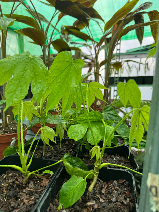 Fatsia polycarpa 'Megafatsia'