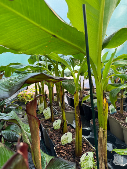 Musa x chiliocarpa large