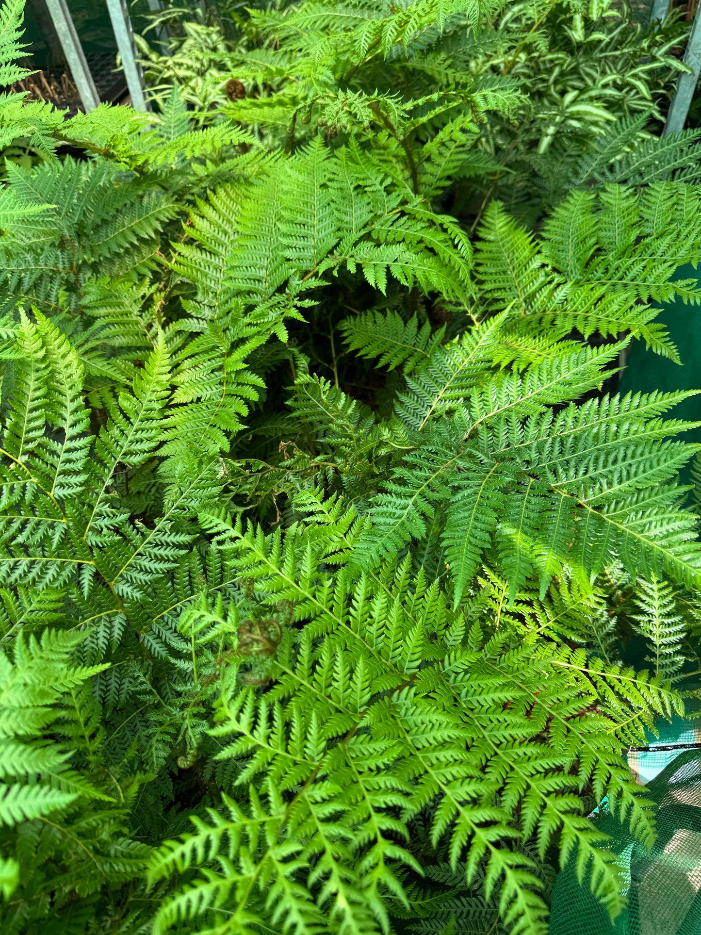Cyathea brownii  (Sphaeropteris excelsa)