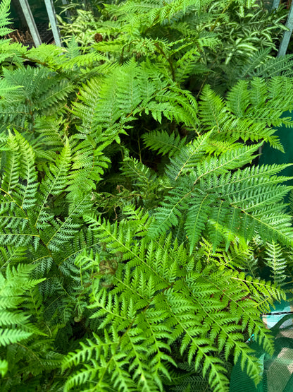 Cyathea brownii  (Sphaeropteris excelsa)