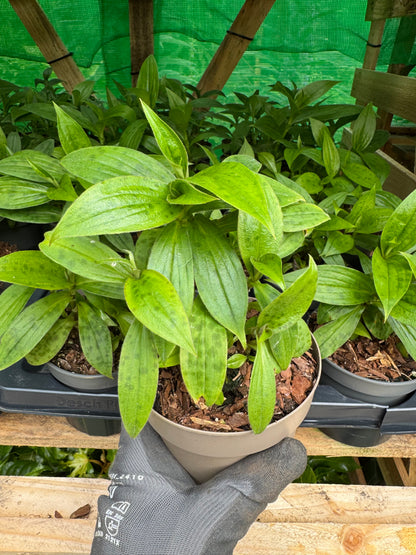 Tricyrtis hirta 'Akachan Daisy'