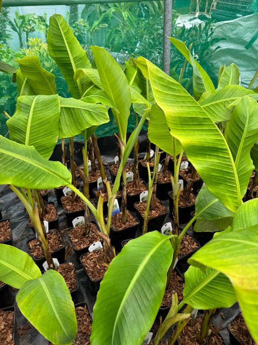 Musa dajiao