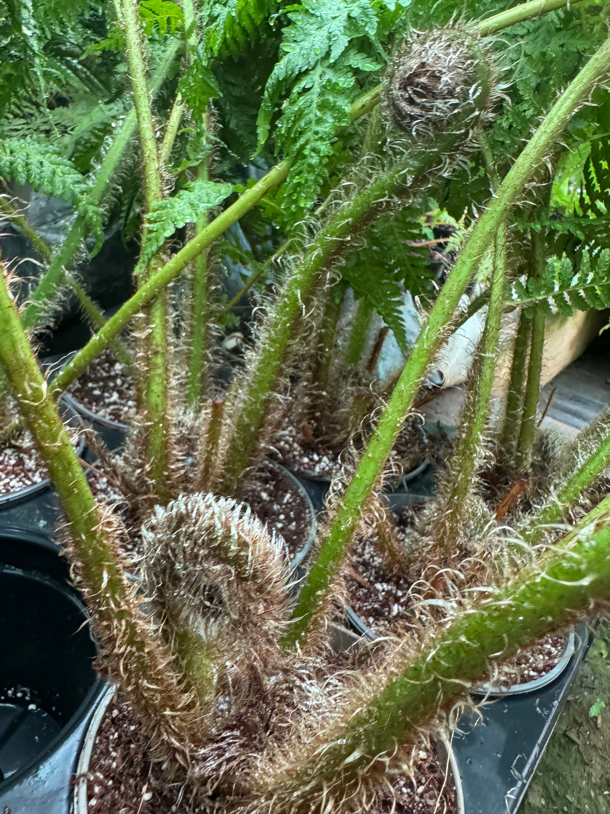 Cyathea brownii medium