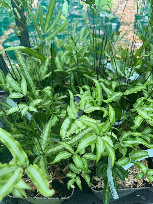 Pteris nipponica