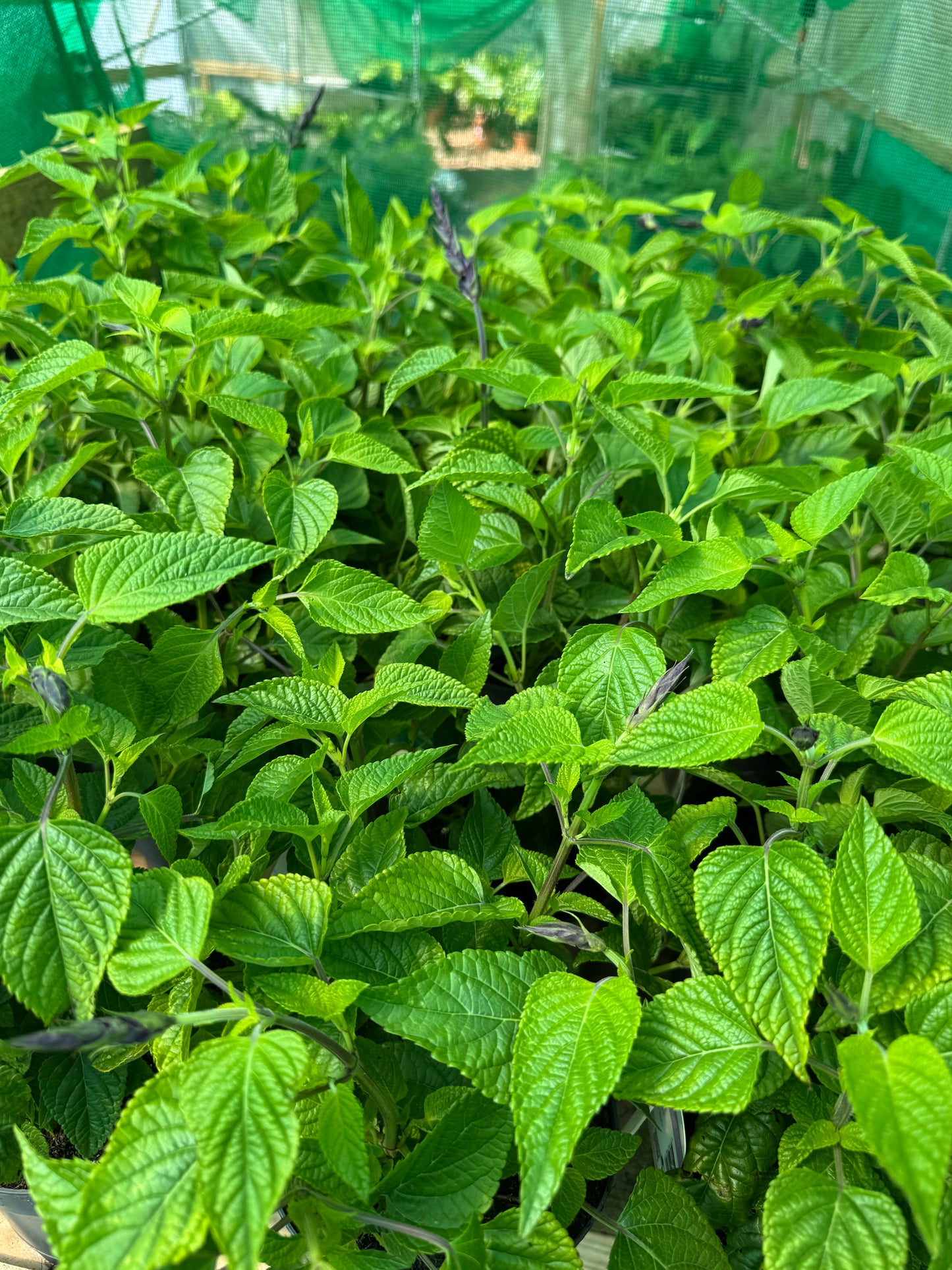 Salvia 'Amistad' large