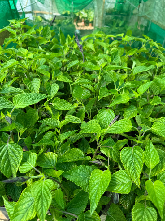 Salvia 'Amistad' large