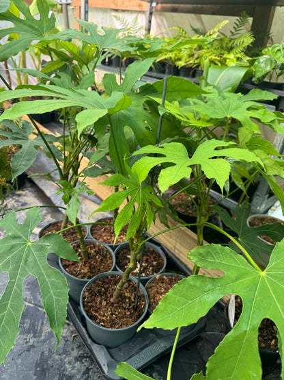 Fatsia polycarpa 'Green Fingers'