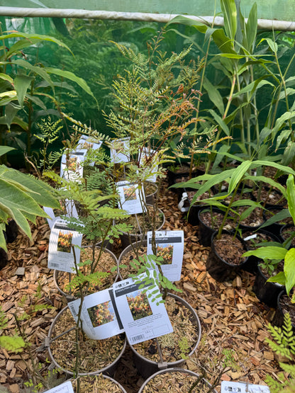 Caesalpinia gilliesii