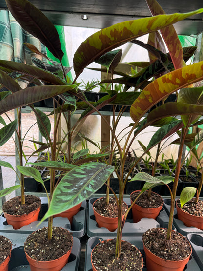 Musa acuminata 'Zebrina'