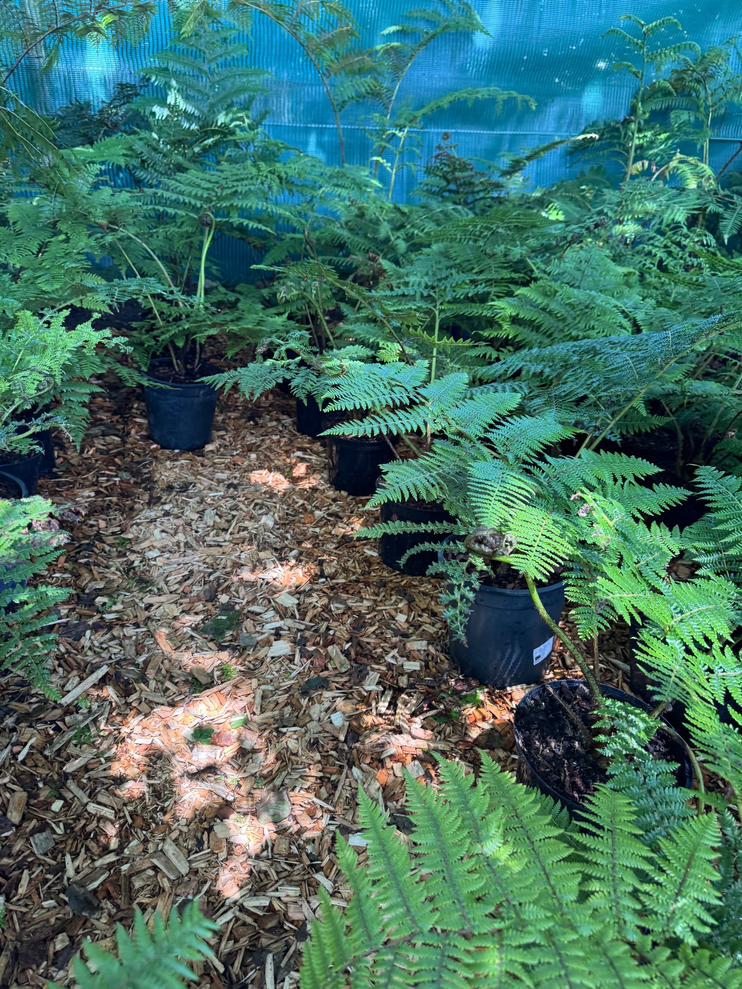 Cyathea medullaris large