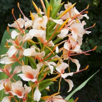 Hedychium ‘Elizabeth’
