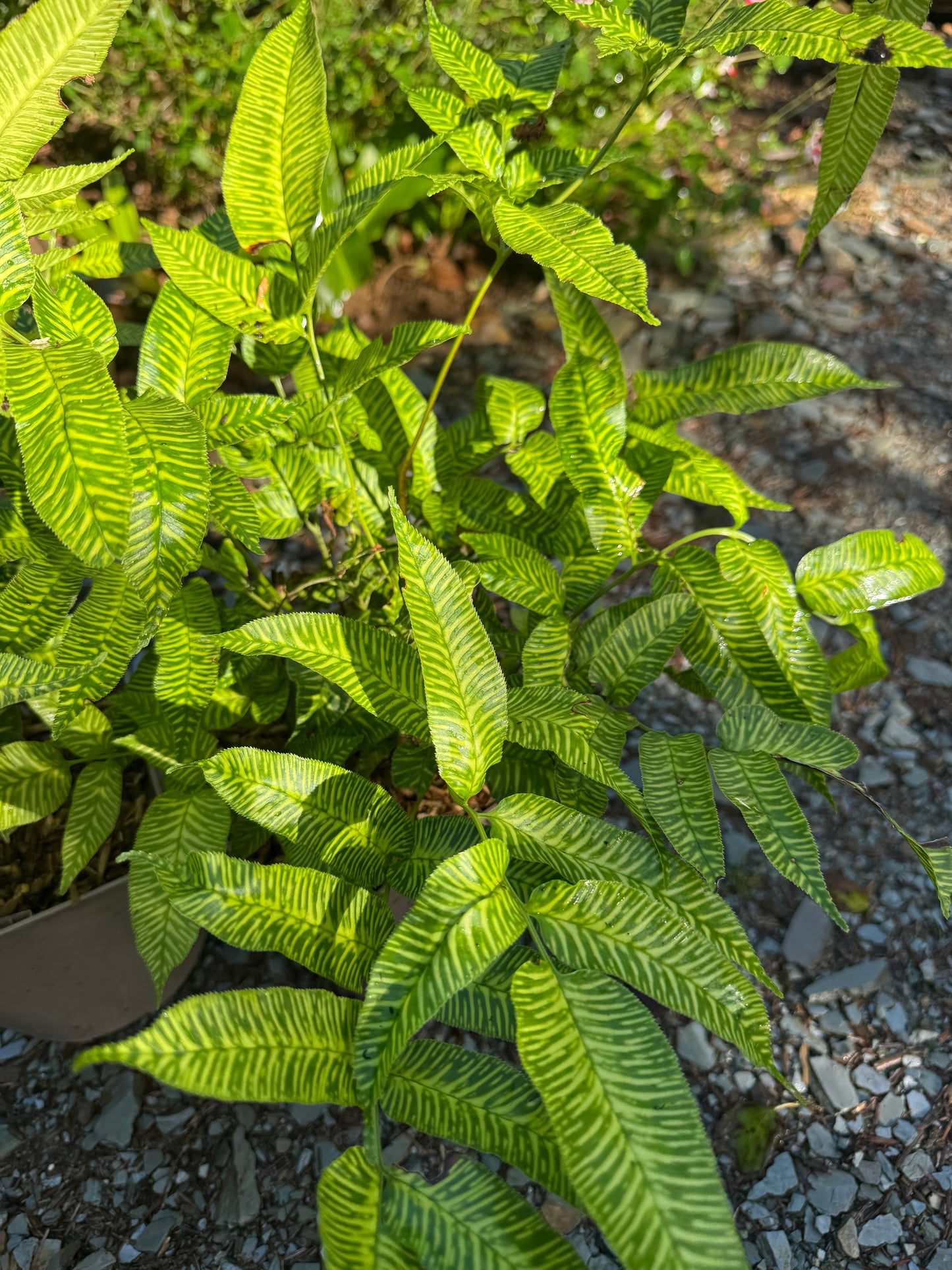 Coniogramme emeiensis