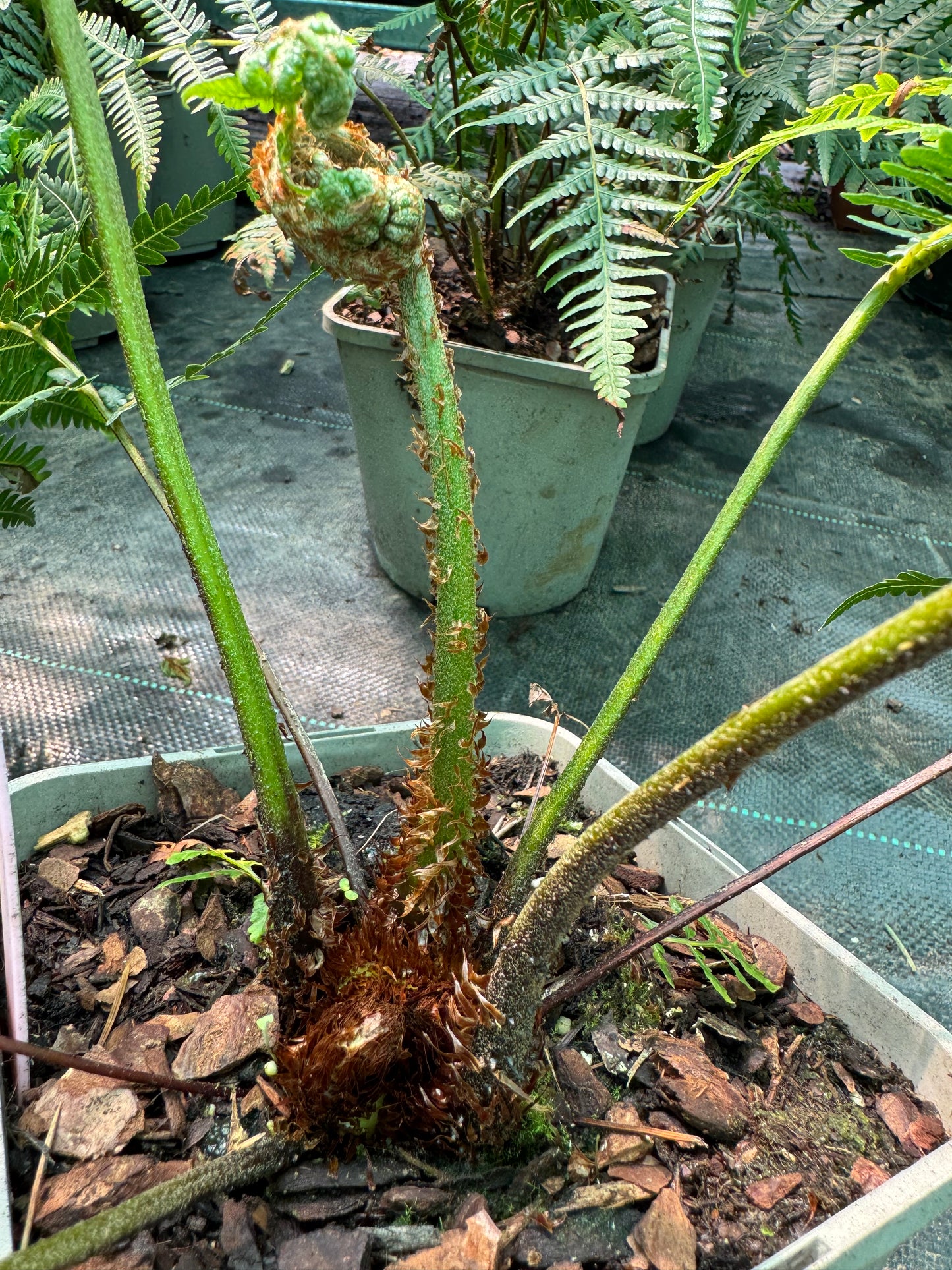 Cyathea australis, Alsophila australis