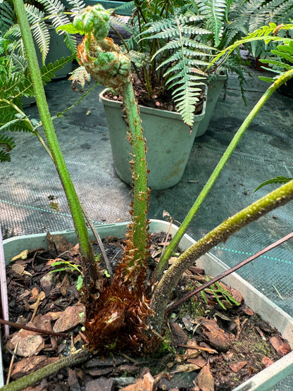 Cyathea australis, Alsophila australis