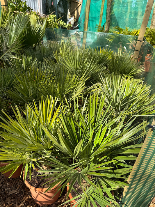 Chamaerops humilis