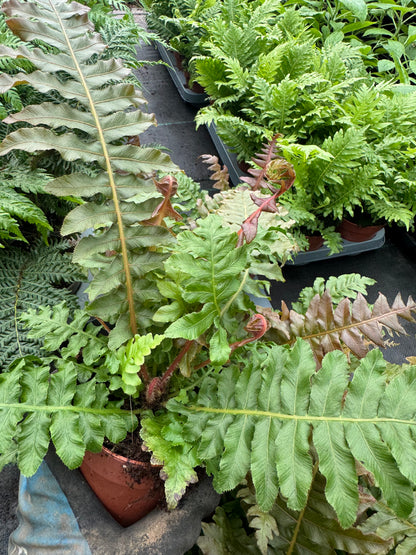 Blechnum brasiliense 'Volcano'
