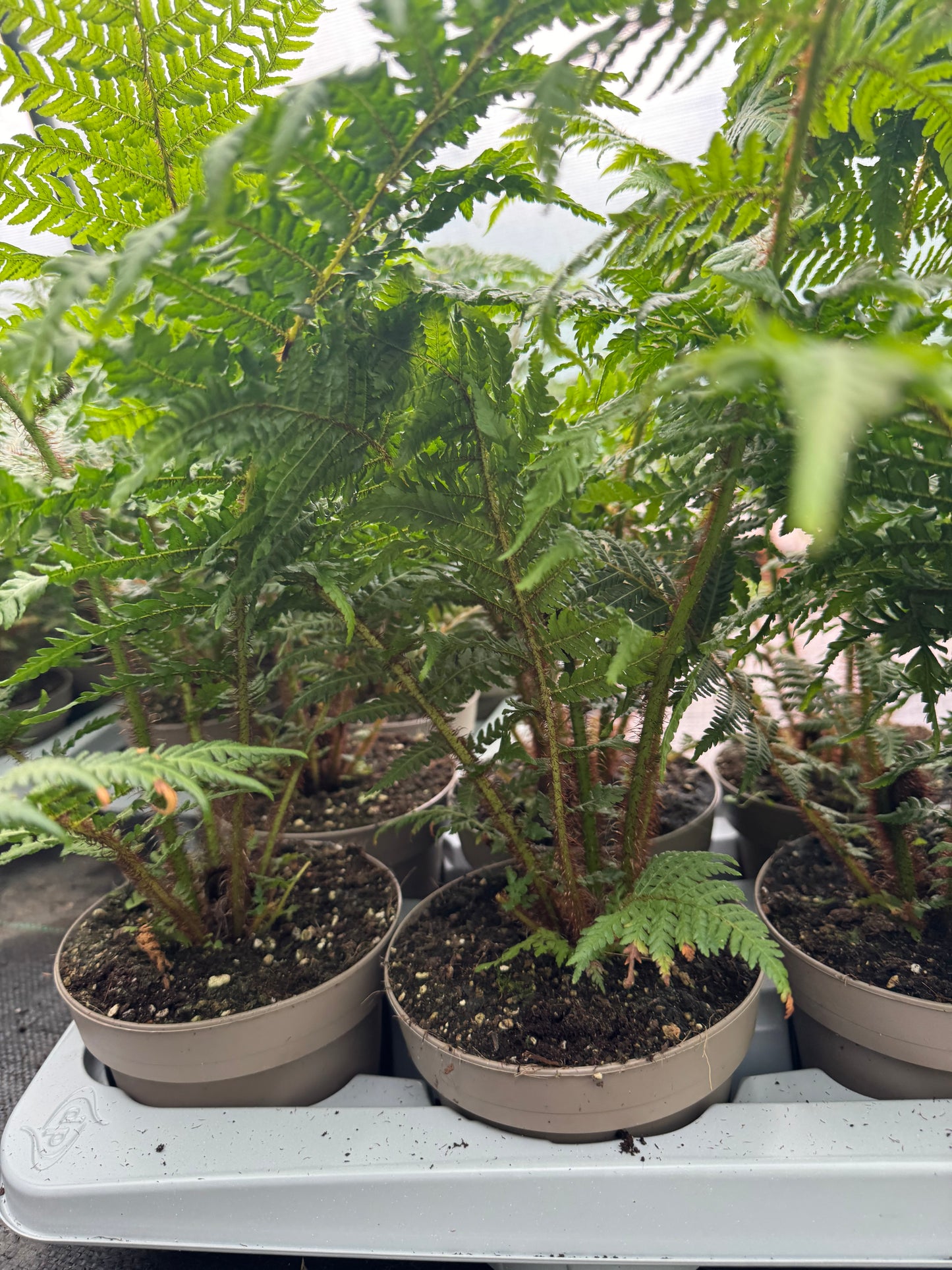 Small Cyathea cooperi – Tree fern